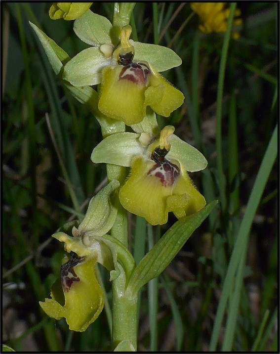 Ophrys lacaitae(con lusus)